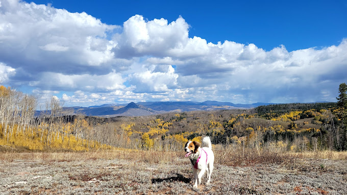 Thing To Do Pet Friendly Rentals